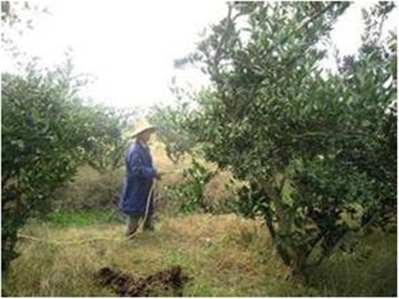 柑橘樹噴藥 柑橘樹噴藥