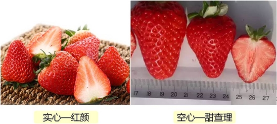 紅顏草莓實心,甜查理草莓空心 紅顏草莓實心,甜查理草莓空心