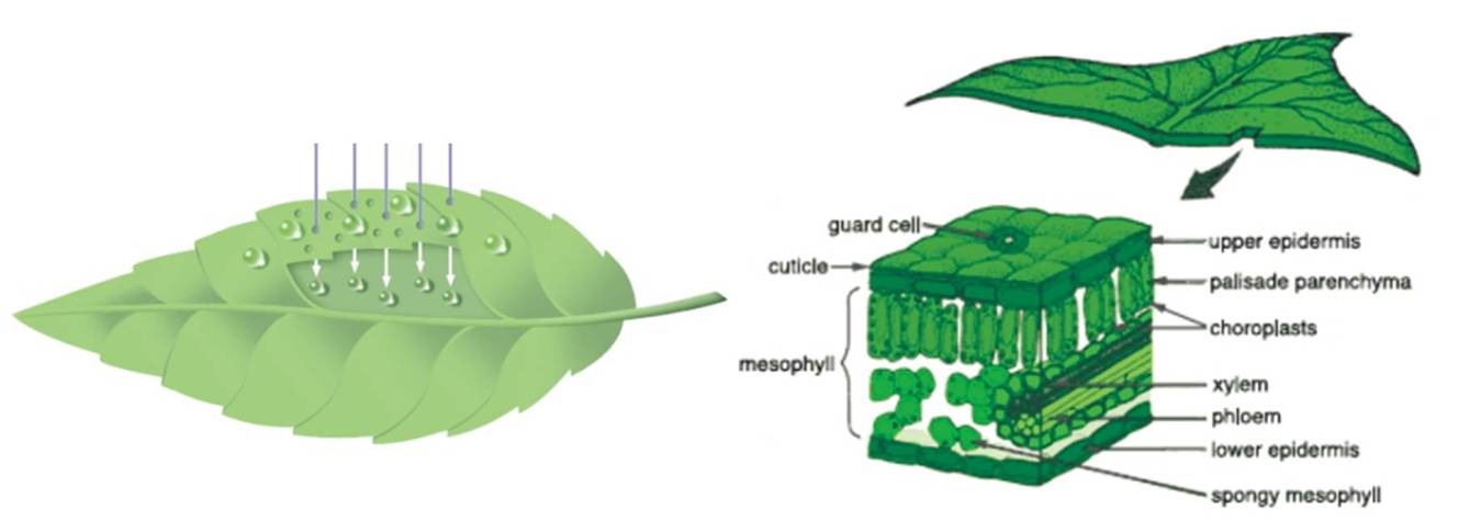 #微肥課堂#為什么葉面肥養(yǎng)分含量相同，效果卻不同？