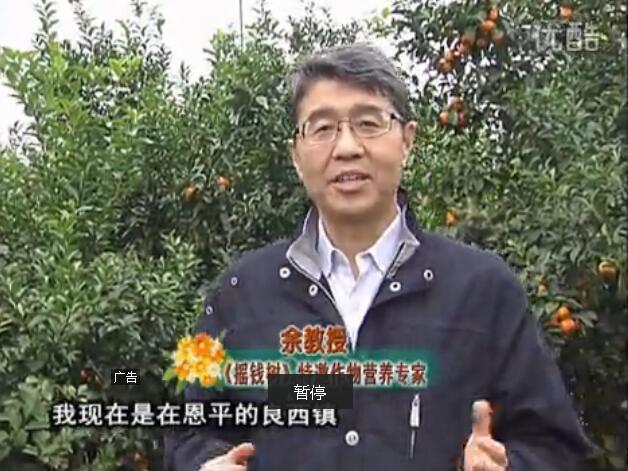 20160229珠江臺搖錢樹：柑橘用微補全年方案，黃樹恢復(fù)、果品質(zhì)好賣價高