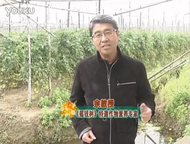 20160307珠江臺(tái)搖錢樹(shù)：天冷蔬菜有價(jià)卻無(wú)產(chǎn)？用微補(bǔ)方案苗壯保葉有產(chǎn)！