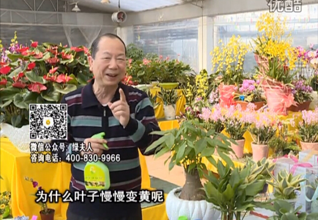 20160307珠江臺(tái)搖錢樹(shù)：陰生植物也不好種，黃葉多長(zhǎng)勢(shì)弱？用綠夫人來(lái)呵護(hù)
