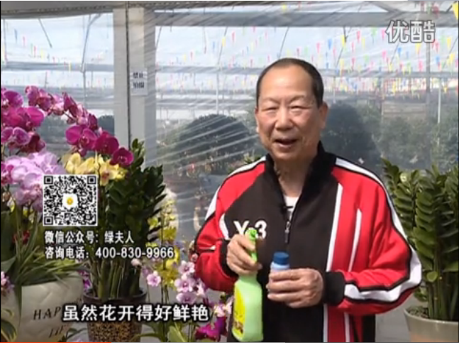 20160314珠江臺(tái)搖錢樹(shù)：家種鮮花、鮮切花，用綠夫人600度鮮花液保花艷、花期長(zhǎng)