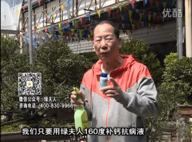 ?20160321珠江臺(tái)搖錢樹(shù)：盆栽花卉用綠夫人160度補(bǔ)鈣抗病液，低溫陰雨天長(zhǎng)勢(shì)壯、抗病好