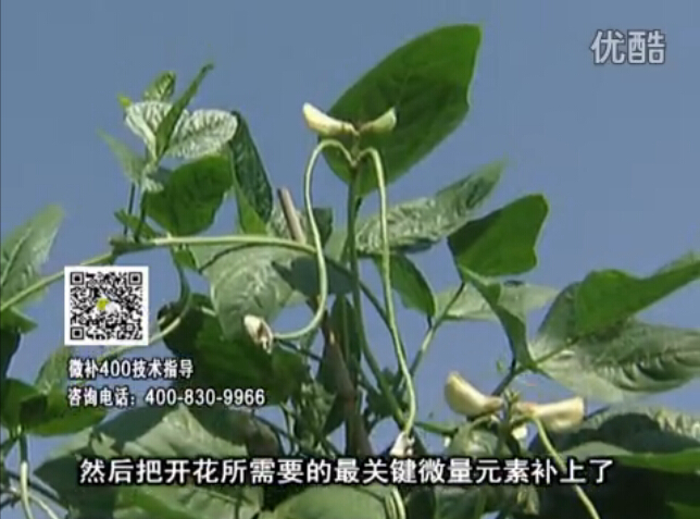 20160502珠江臺搖錢樹：雨水天多蔬菜香蕉長勢差沒產(chǎn)量？撒微補(bǔ)倍力促根壯長勢