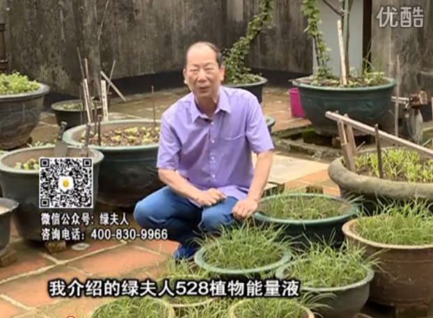 20160509珠江臺(tái)搖錢樹(shù)：天臺(tái)種葉菜用綠夫人營(yíng)養(yǎng)液，抗病好、長(zhǎng)勢(shì)綠