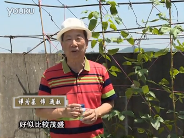 20160530珠江臺(tái)搖錢樹(shù)：天臺(tái)種豆角用綠夫人160度補(bǔ)鈣抗病液，長(zhǎng)勢(shì)壯，幫助開(kāi)花坐果