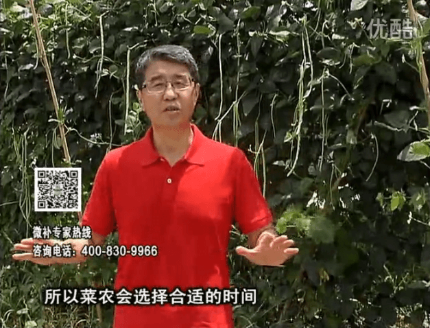 20160718珠江臺搖錢樹：瓜果蔬菜用微補(bǔ)水肥方案，結(jié)果多、有產(chǎn)量