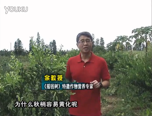 20160725珠江臺搖錢樹：柑橘淋微補調(diào)力，調(diào)酸預(yù)防秋梢黃化、促進果實膨大