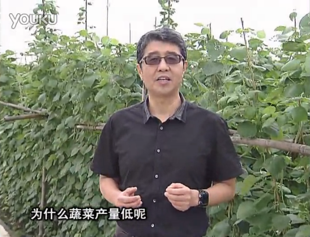 20160502珠江臺搖錢樹：雨水天多蔬菜漚根沒產(chǎn)怎么辦？撒微補(bǔ)倍力，噴花力+果力，提高坐果產(chǎn)量