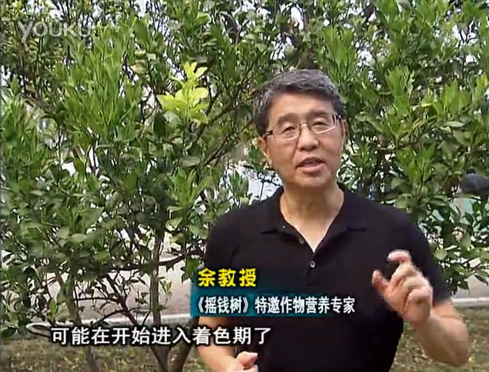 20160912珠江臺搖錢樹：柑橘用微補方案，果實著色好，提前促花、預(yù)防落果