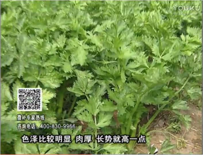 20170109珠江臺搖錢樹：葉菜如何種？長勢好又高產(chǎn)！