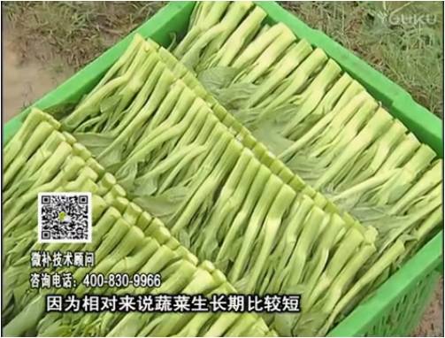 20170306珠江臺搖錢樹：蔬菜澆施微補(bǔ)根力鈣+精力，提高蔬菜長勢，減少病害，提高收益