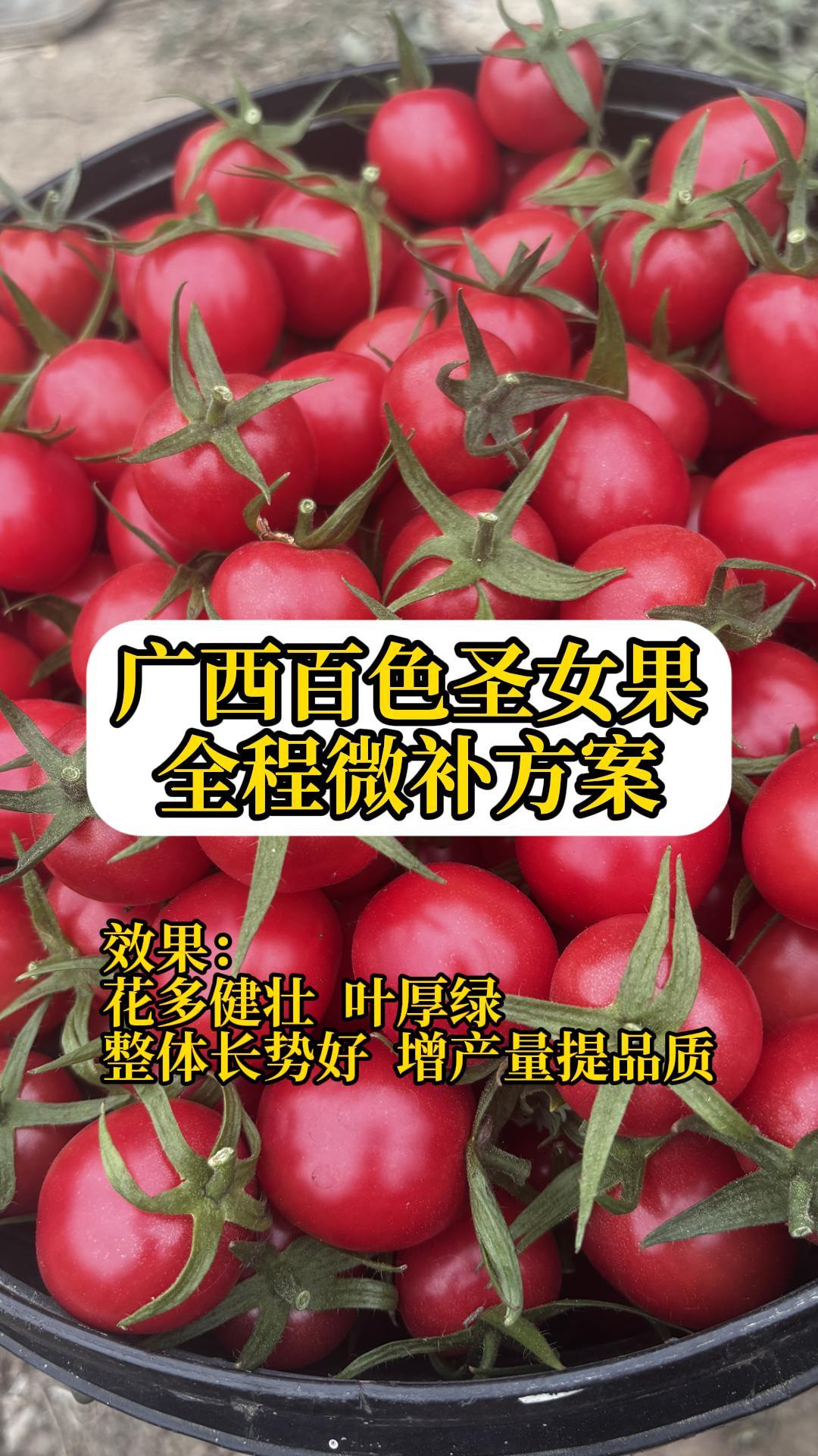 廣西圣女果小番茄全程微補(bǔ)方案
