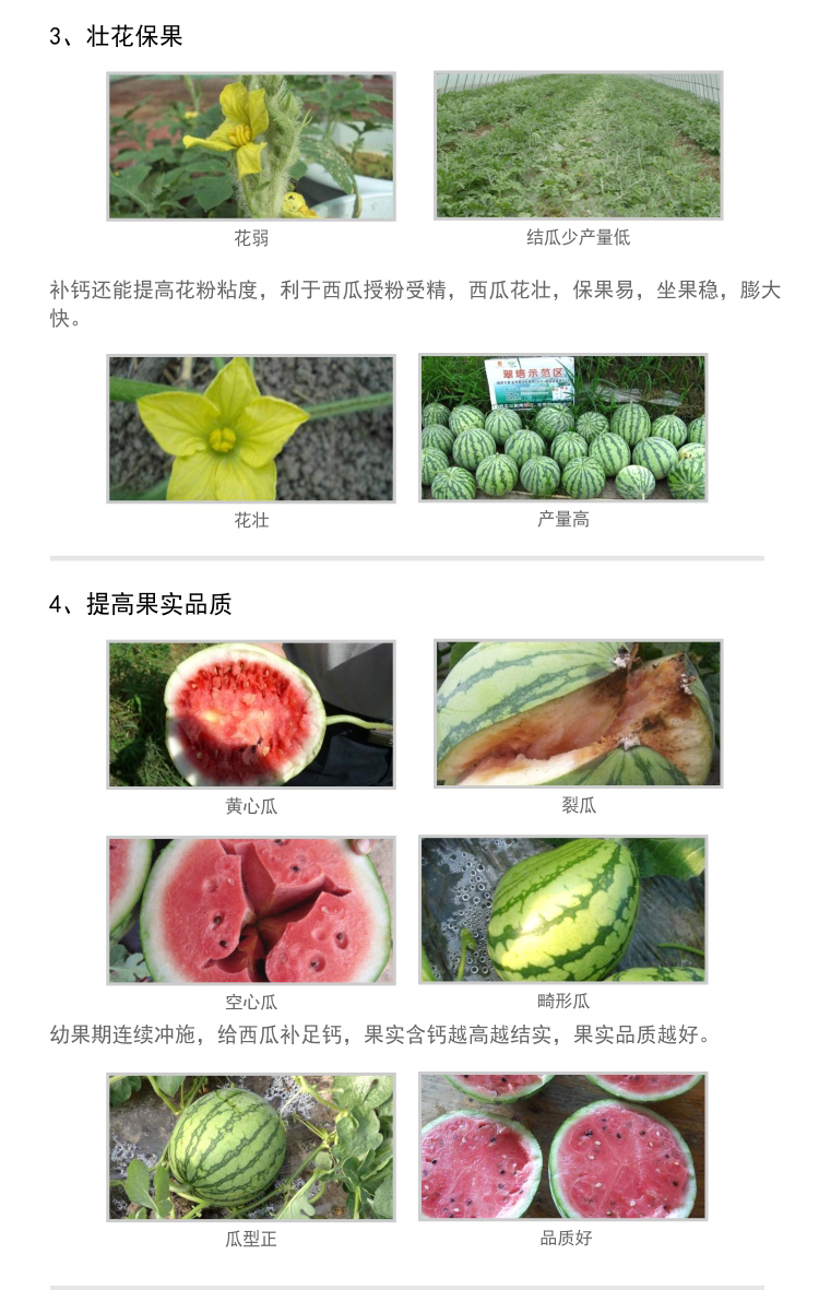 微補根力鈣西瓜