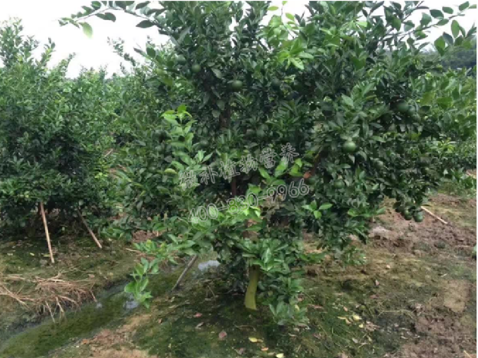 別人果園落果慘重，為何她的果園黃蒂落果少？