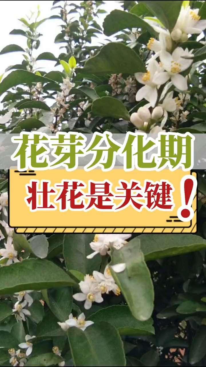 花芽分化期，壯花是關(guān)鍵！