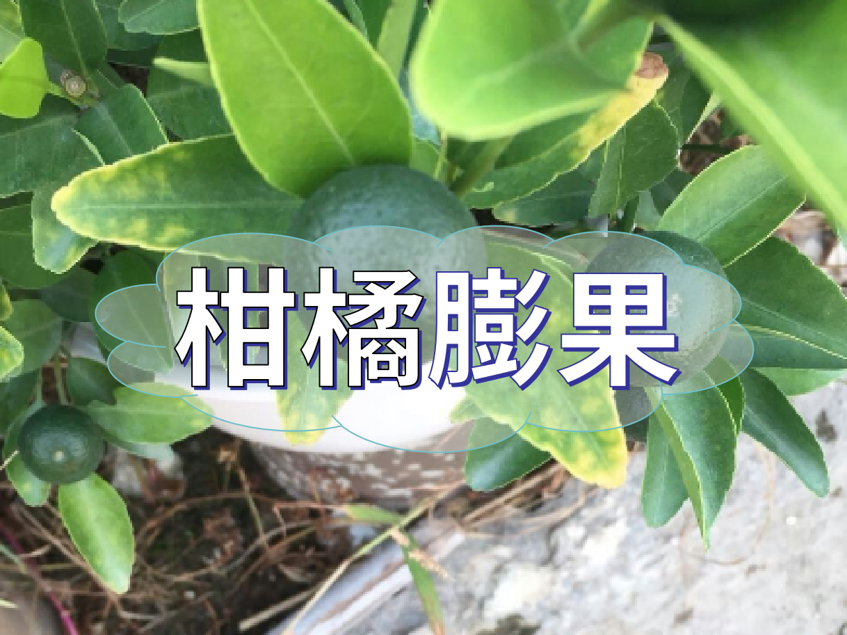 柑橘膨果慢？膨果并非多補(bǔ)鉀這么簡(jiǎn)單！